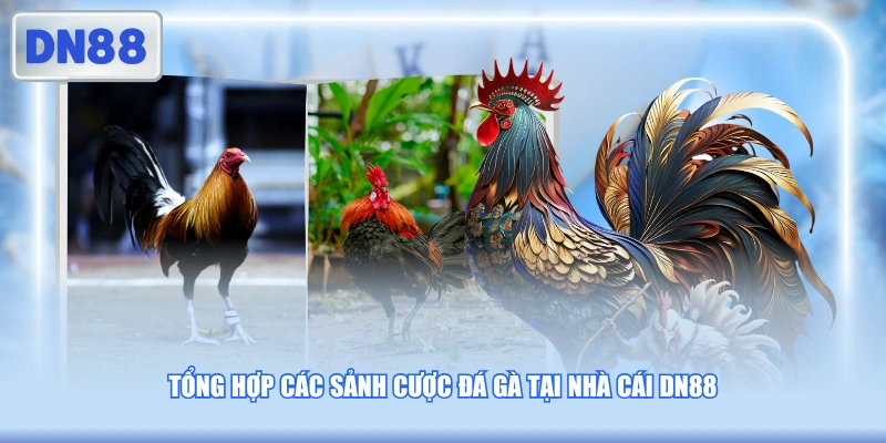 Tổng hợp các sảnh cược đá gà tại nhà cái DN88